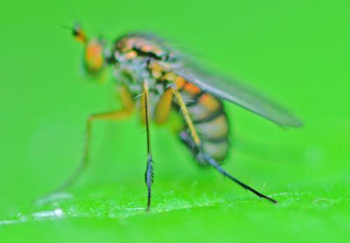 Dolichopus plumipes